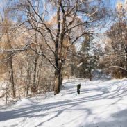 土地和树覆盖雪 和穿黑行人 中间与他的狗