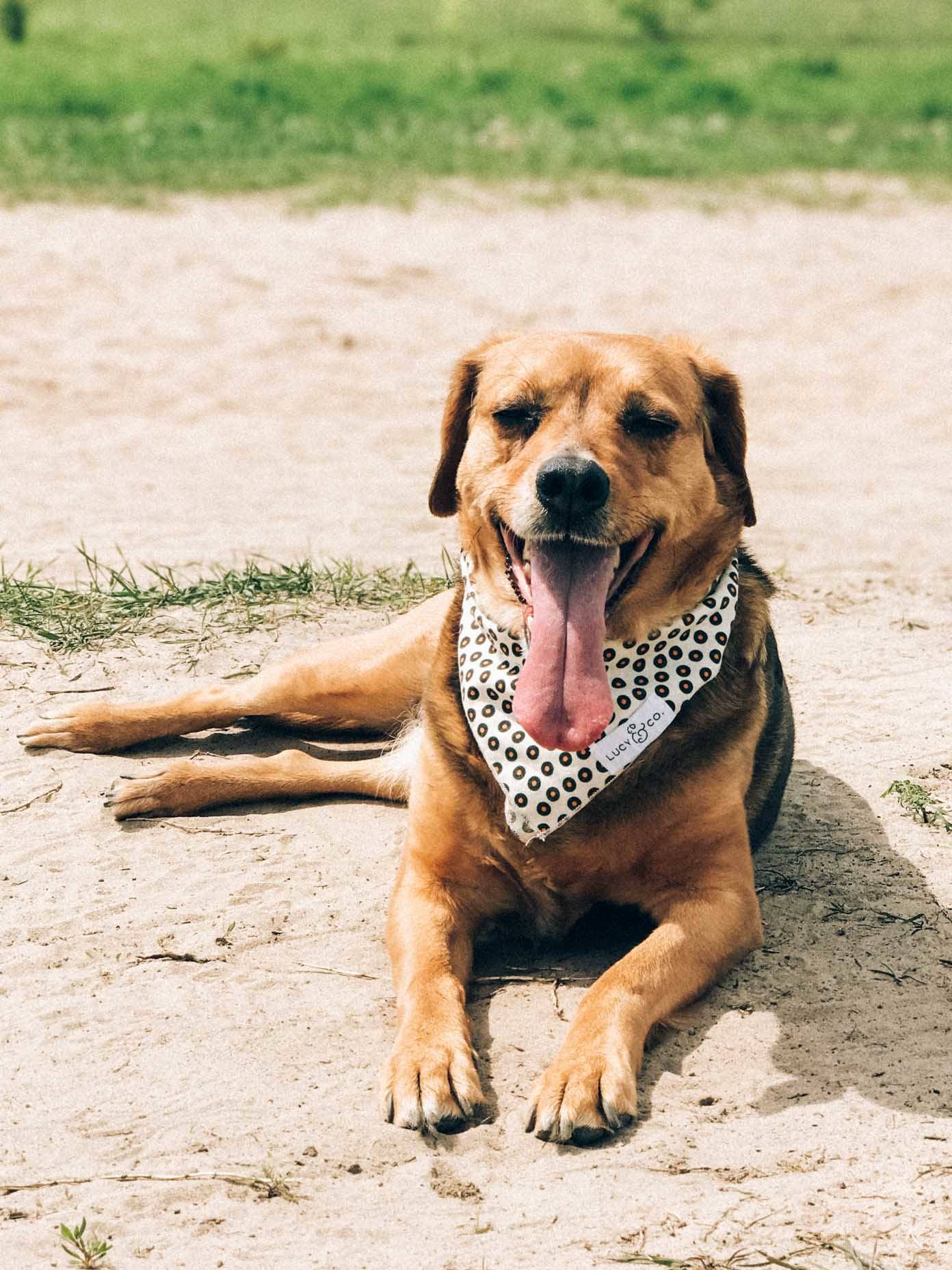 狗带bandana休息热日