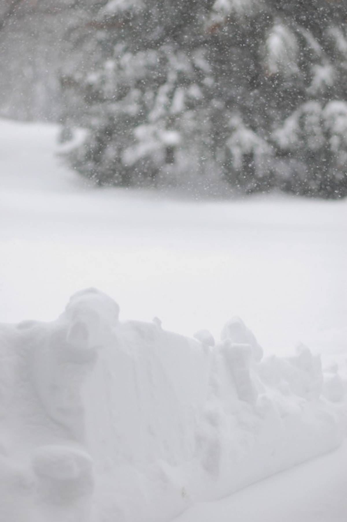 明尼苏达雪覆盖树枝和地面